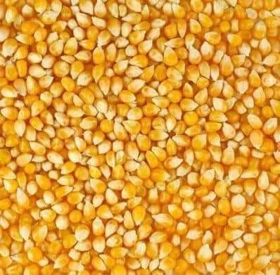 الكميات المسوقة لمركز المؤسسة حتى تاريخه بحدود 3400 طن والتجار توقفوا عن الاستيراد …