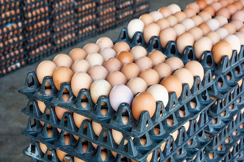 إنتاجها يغطي 29 بالمئة من حاجة السوق