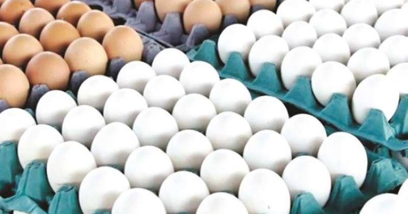 صحن البيض وزن ١٦٠٠ غرام إلى ١٨٠٠ غرام بـ ٥٦ ألف ليرة